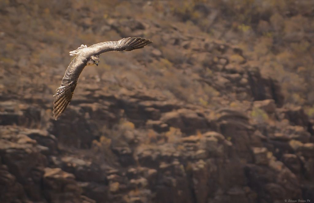Il Pellegrino in...caccia